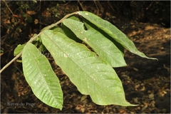 Uvaria hamiltonii